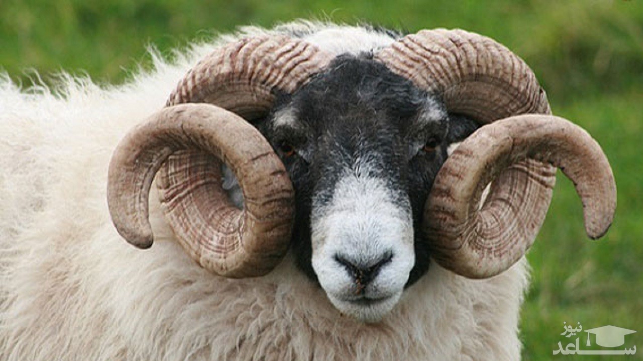 (فیلم) حمله وحشتناک قوچ به یک پیر مرد 