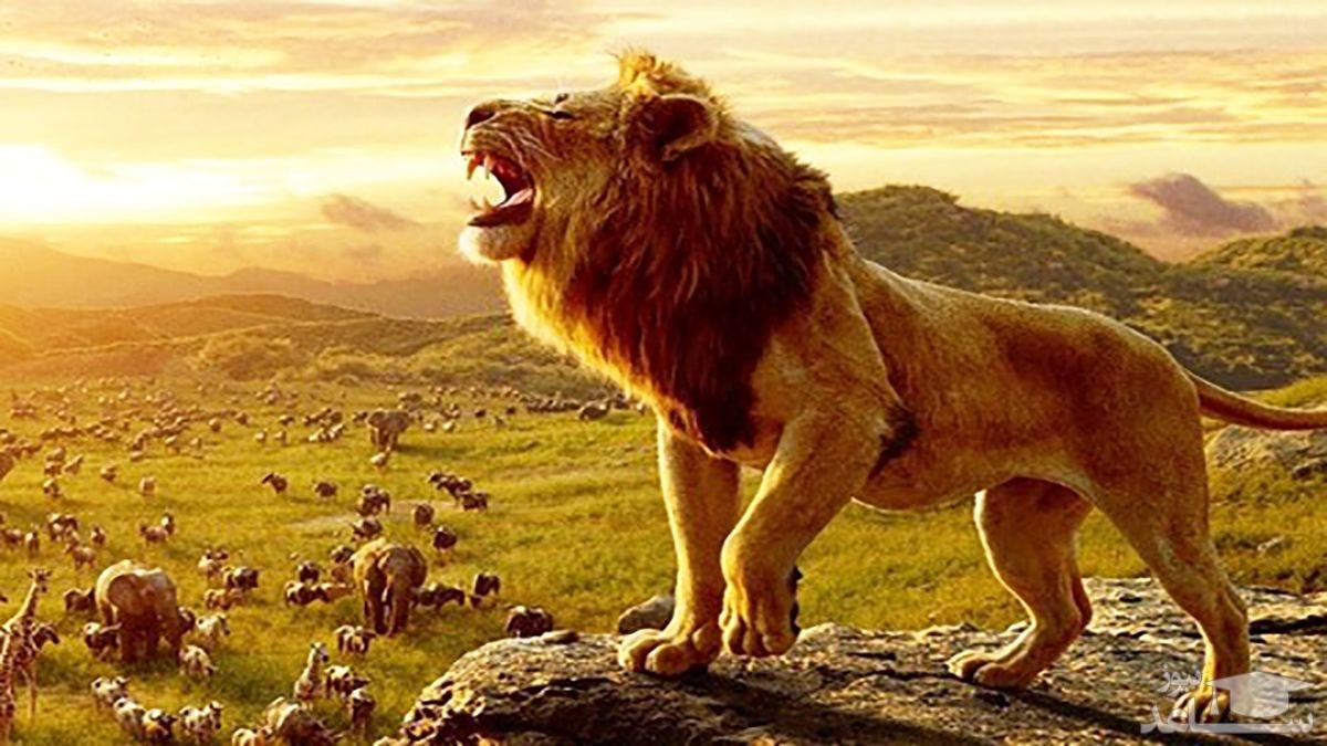 (فیلم) سلطان جنگل به دست بوسی سگ گله رفت!