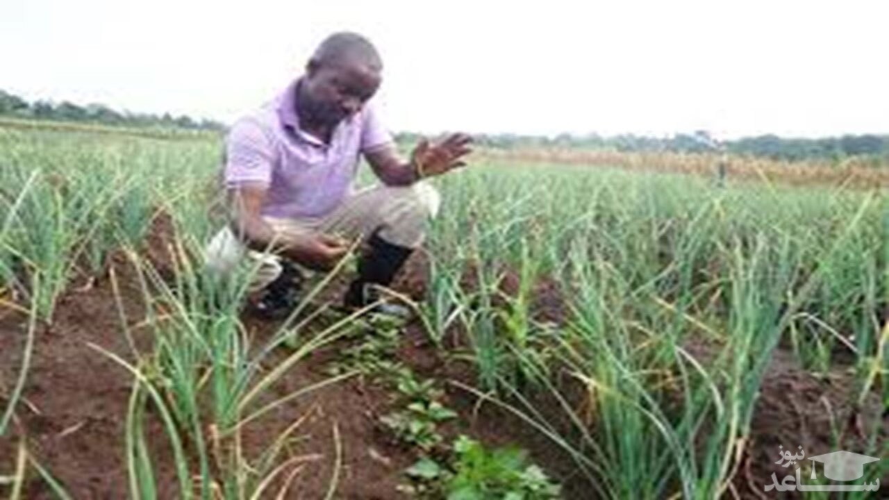 (فیلم) خوردن چمن‌های کلیسا به دستور یک کشیش برای دیدن عیسی مسیح!