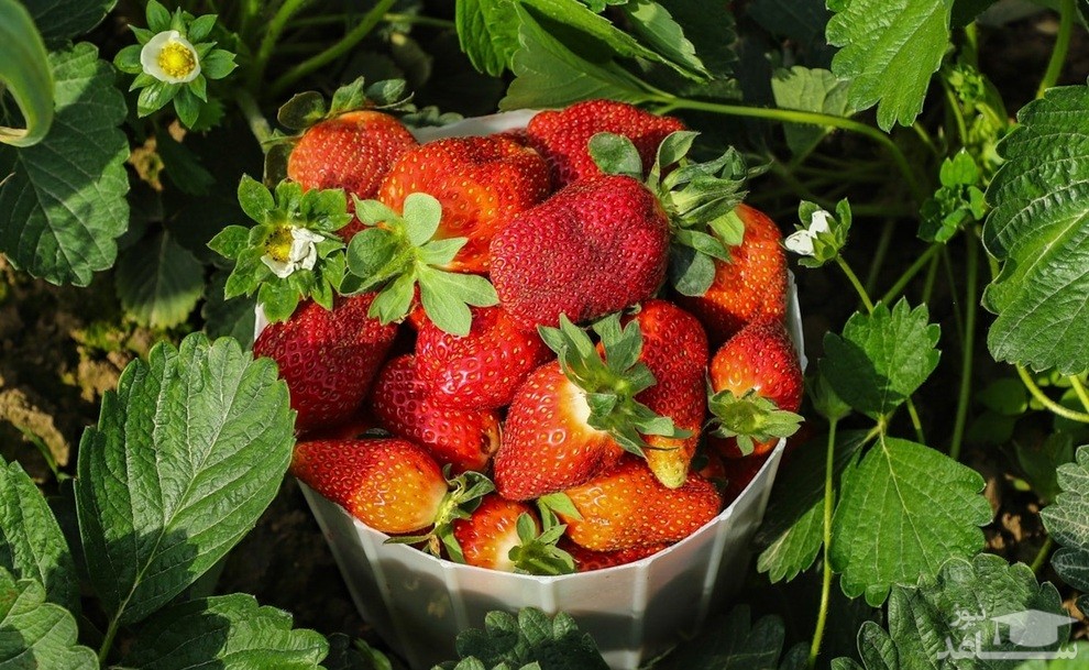 (عکس) برداشت توت فرنگی در گلستان