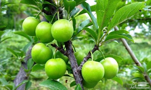 آشنایی با خاصیت درمانی گوجه سبز