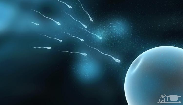 اسپرم چگونه و از چه موادی ساخته میشود؟