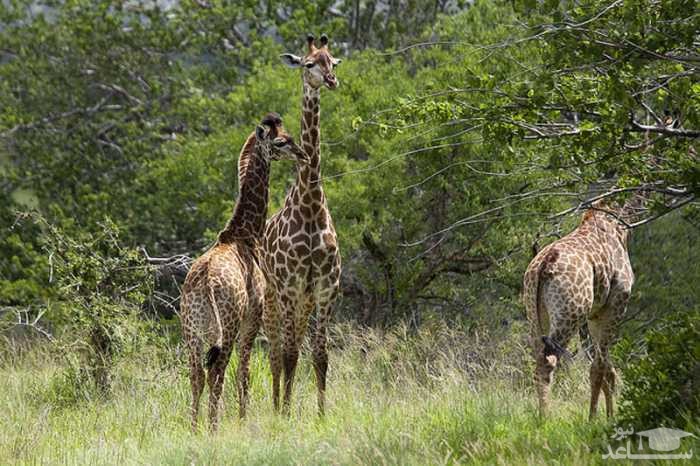  پارک ملی Cameia