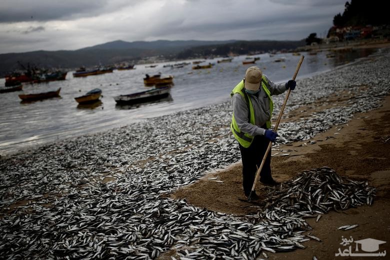 جمع کردن ماهی های تلف شده از کرانه سواحل "کولیمو" در شیلی/ رویترز