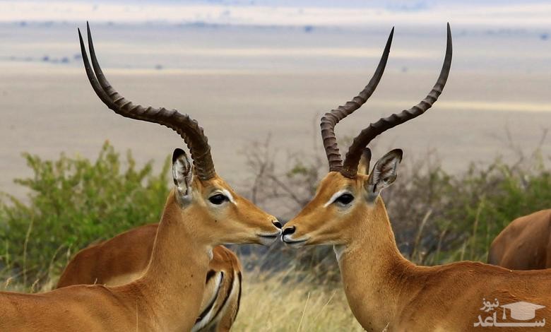 یک پارک ملی و حفاظت شده در کنیا/ رویترز