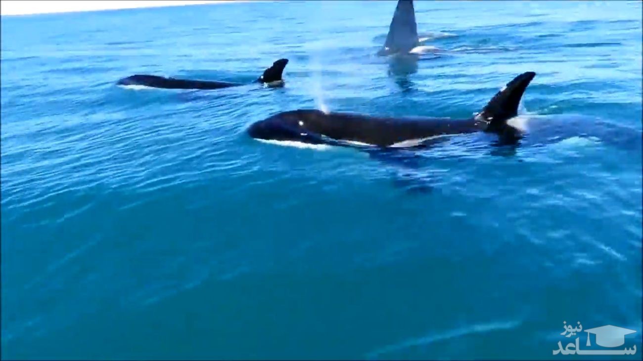 (فیلم) غافلگیری مسافران کشتی توسط نهنگ غول‌پیکر