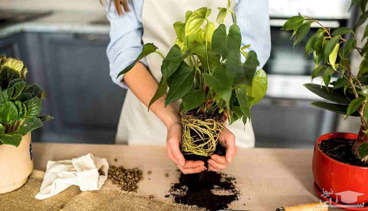 نحوه عوض کردن خاک و گلدان گیاه