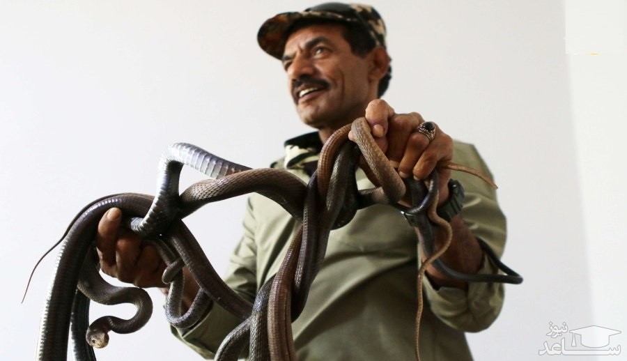 (فیلم) زندگی مردی با مارهای سمی؛ با مار، مسواک بزنید!