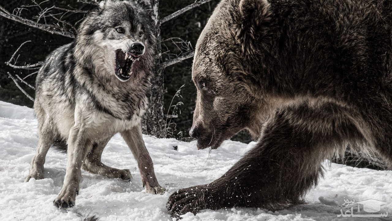 (فیلم) دفاع جسورانه خرس از توله‌هایش در رویارویی با حمله گرگ‌های گرسنه
