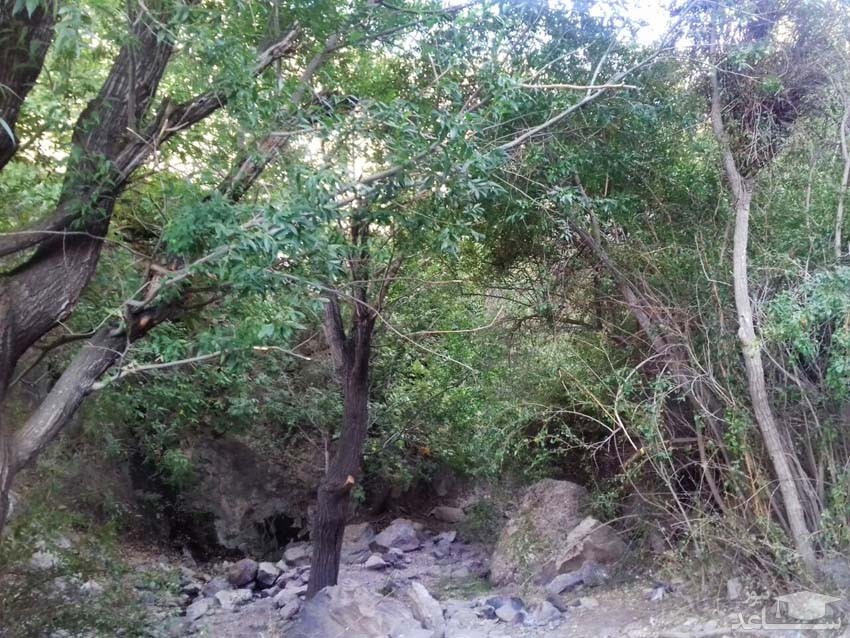 طبیعت تنگل ژرف