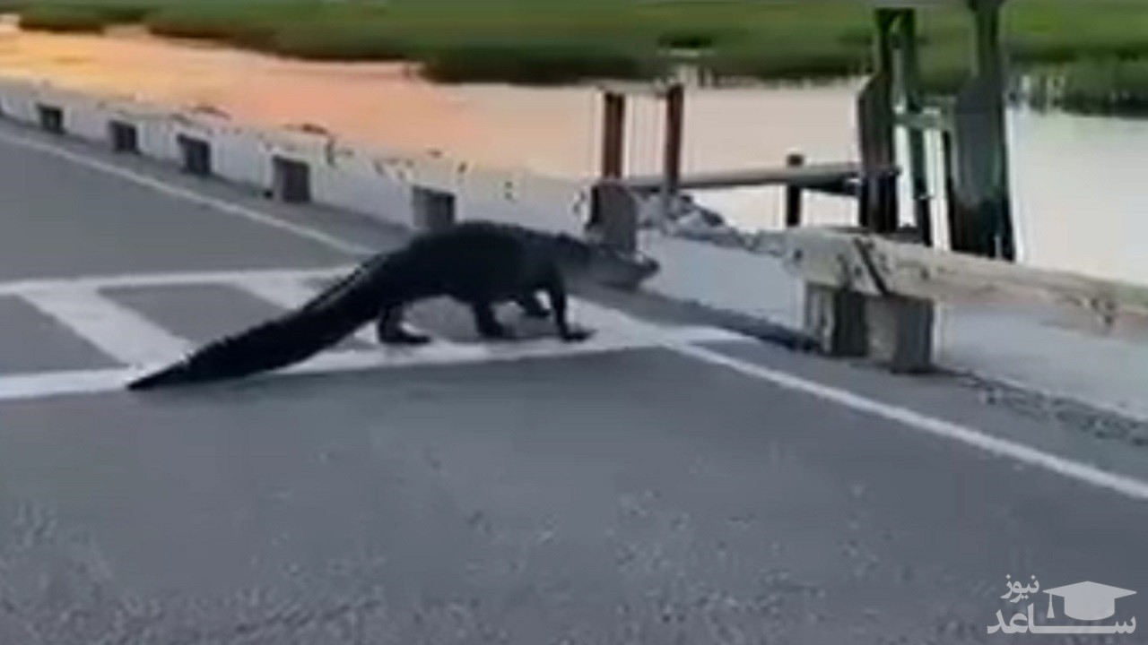(فیلم) عبور صبورانه تمساح از خط عابر پیاده