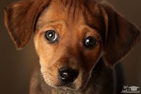 دانلود آهنگ سگ 9 از افکت صوتی انسان و موجودات زنده