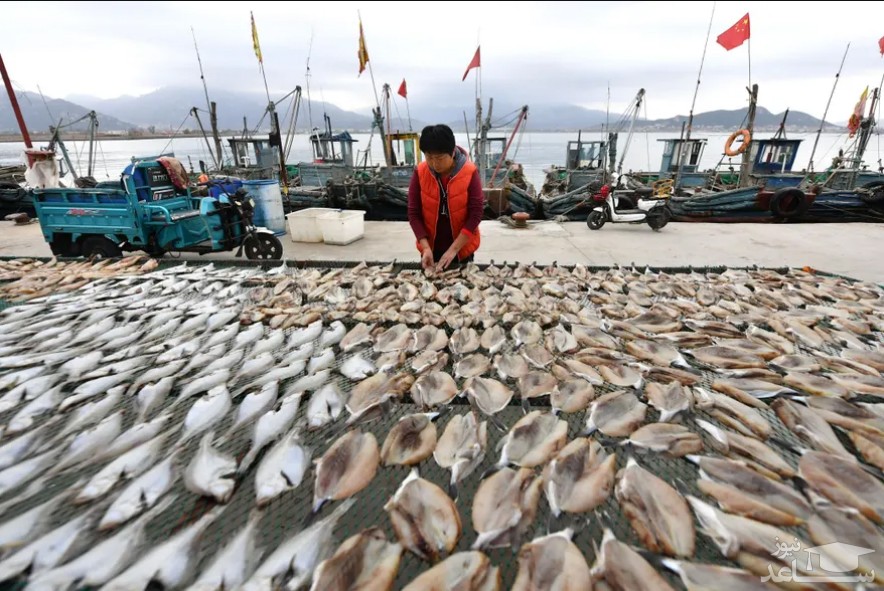 خشک کردن ماهی در چین/ شاتر استوک