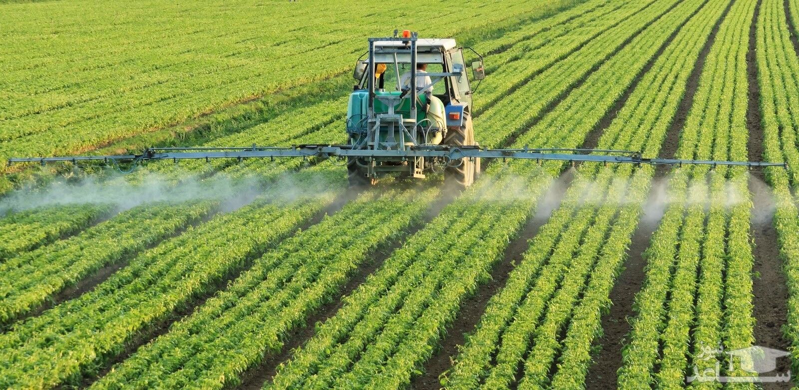 دستور تهیه آفت کش های ارگانیک برای دفع آفات خانگی و باغچه