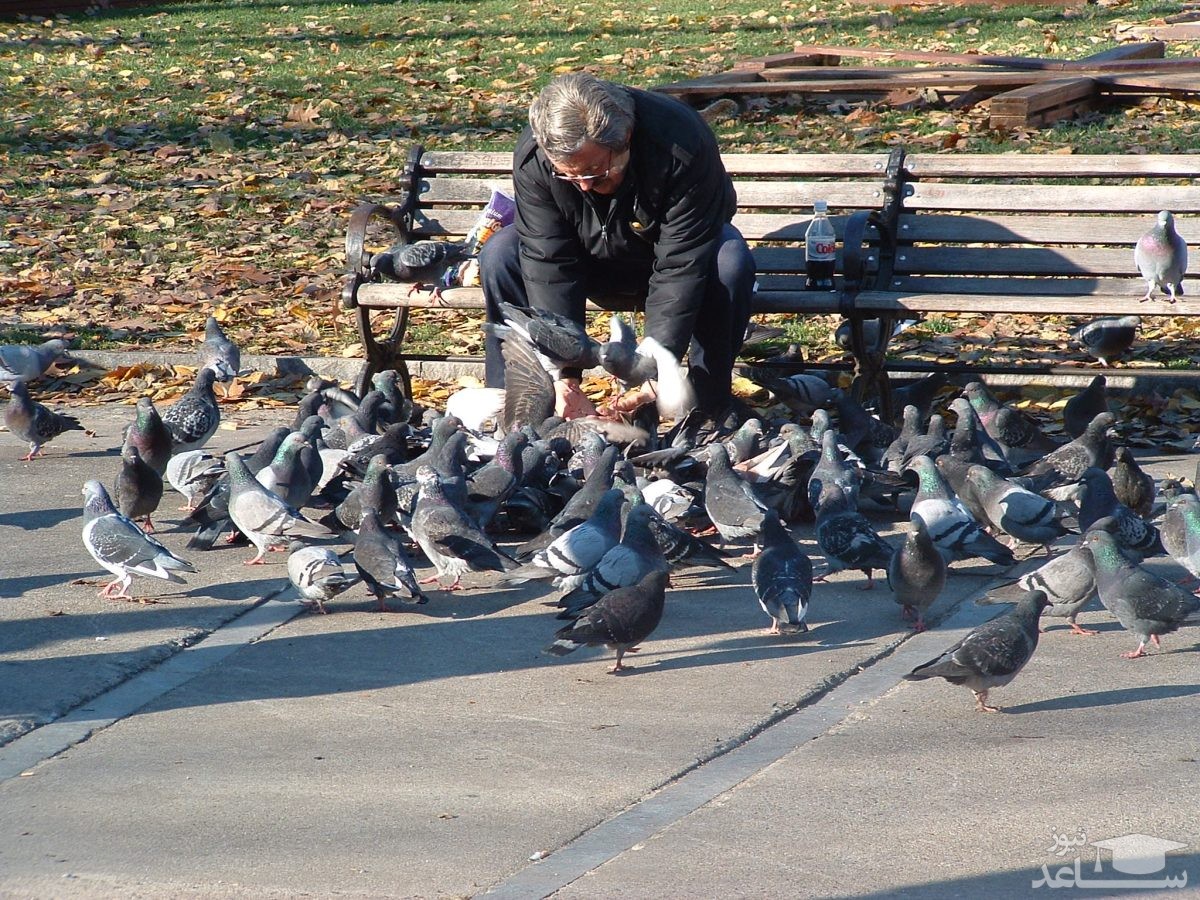 ممنوعیت غذا دادن به کبوتر در ونیز