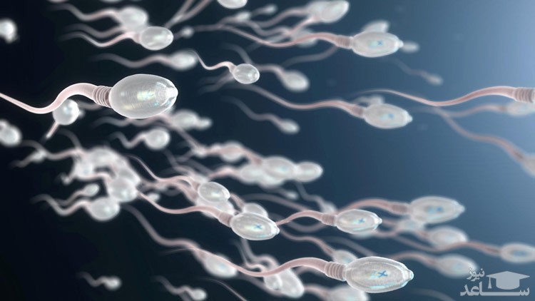 روش های تقویت اسپرم های ضعیف برای باردار شدن