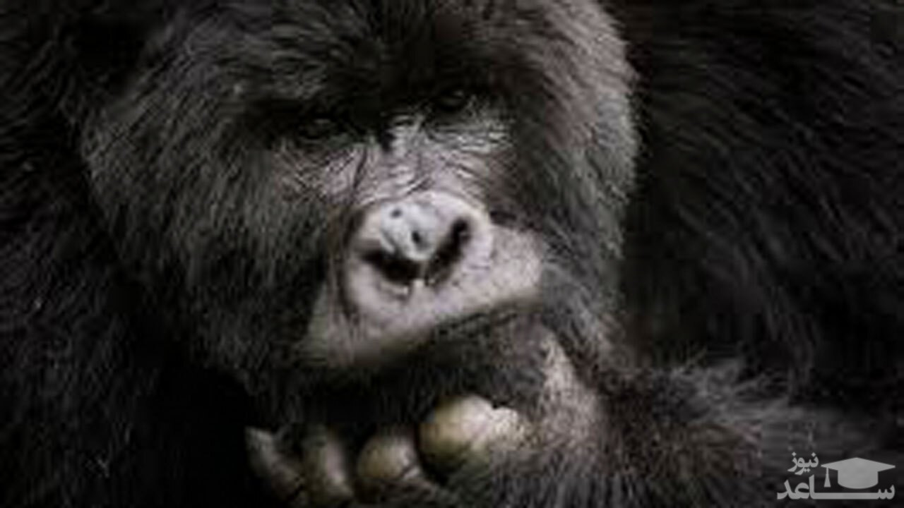 (فیلم) نگرانی‌های یک گوریل برای نجات پرنده بیمار 