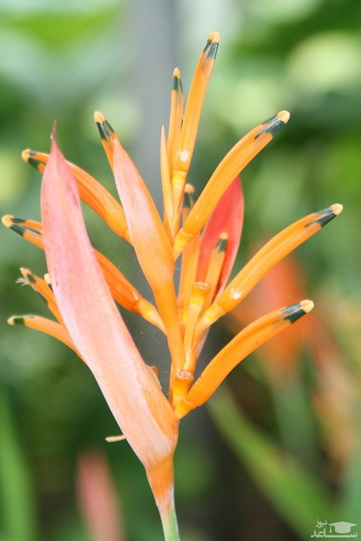 پوستر گیاه هلی کانیا