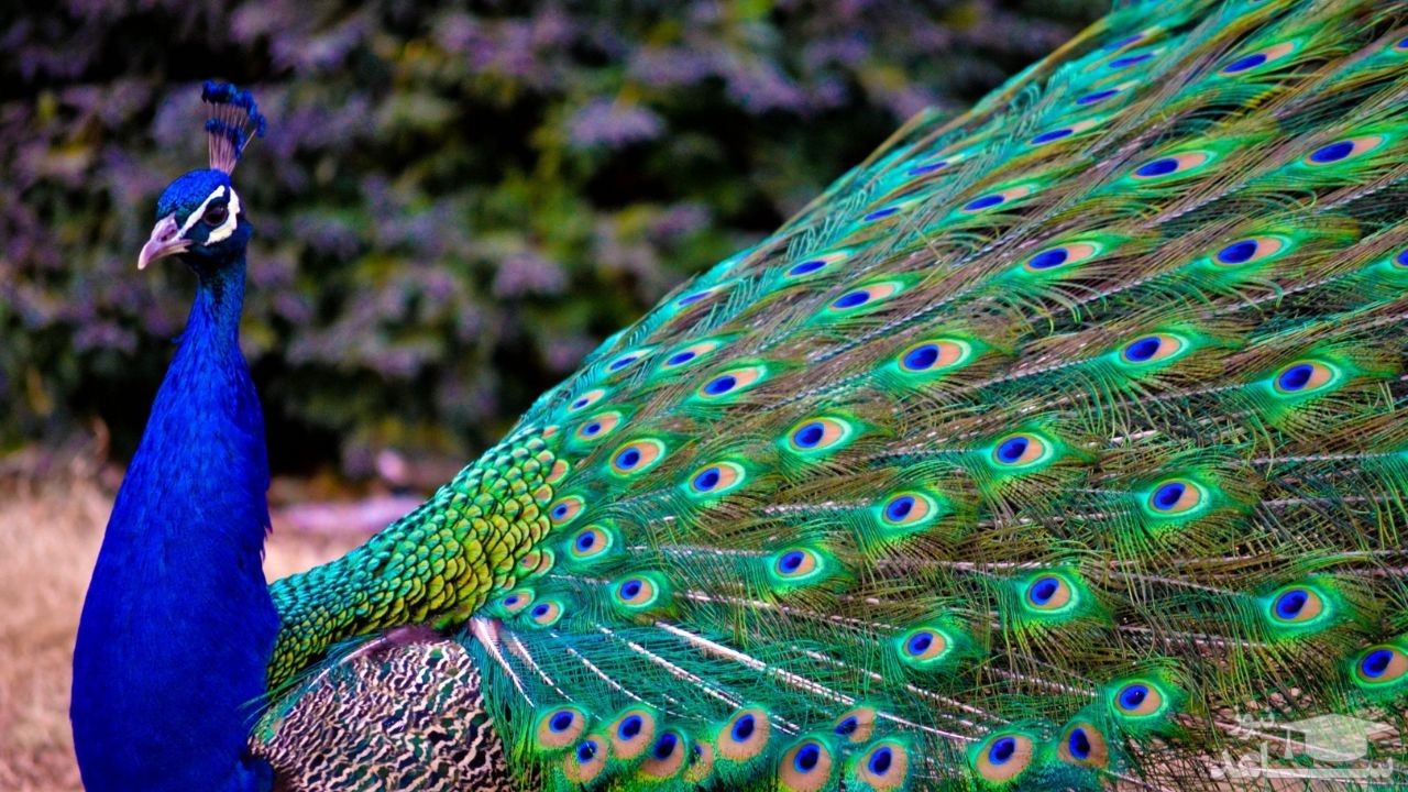 دیدن طاووس در خواب چه تعبیری دارد؟ / تعبیر خواب طاووس