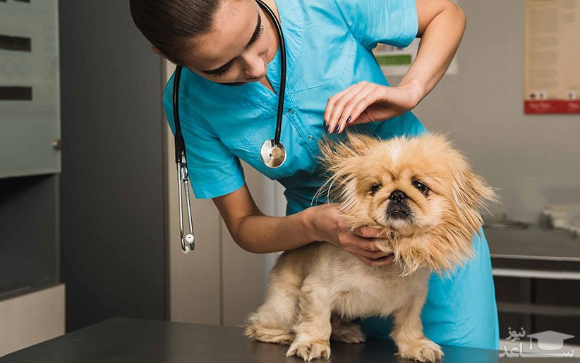 نشانه های شکستگی استخوان در سگ و روش های درمان