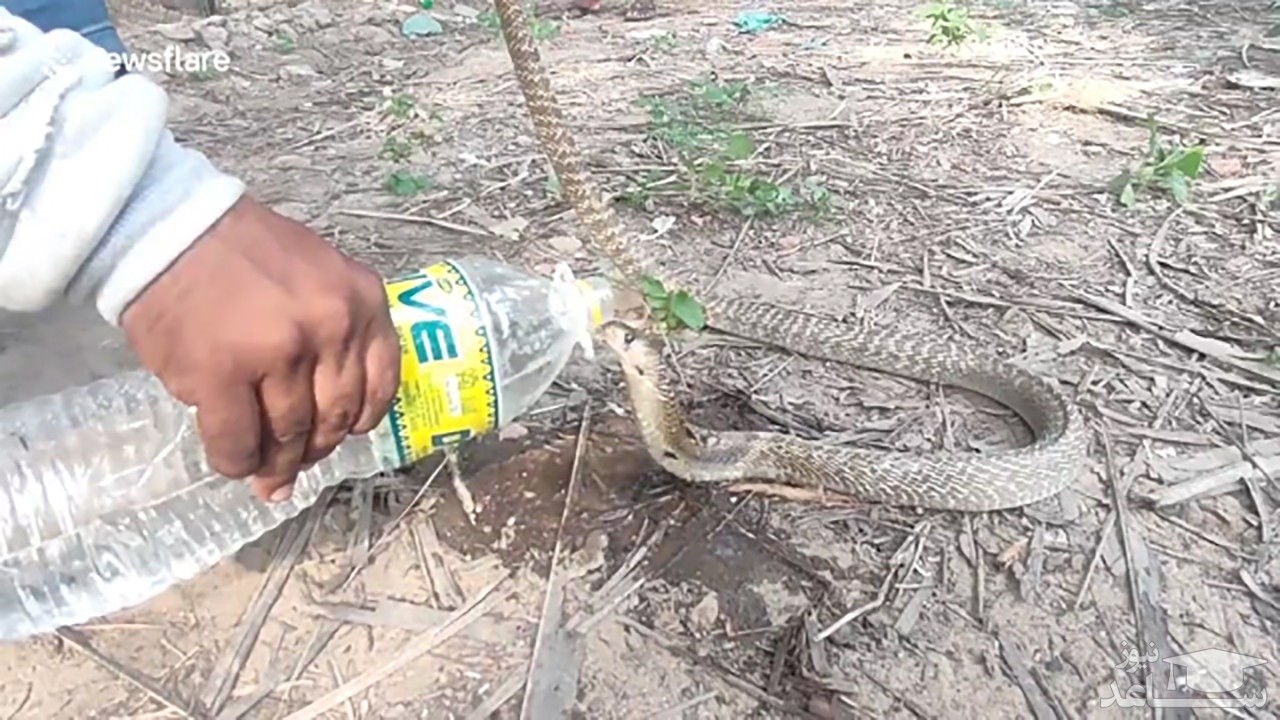 (فیلم) آب دادن یک فعال محیط زیست به مار نجات یافته