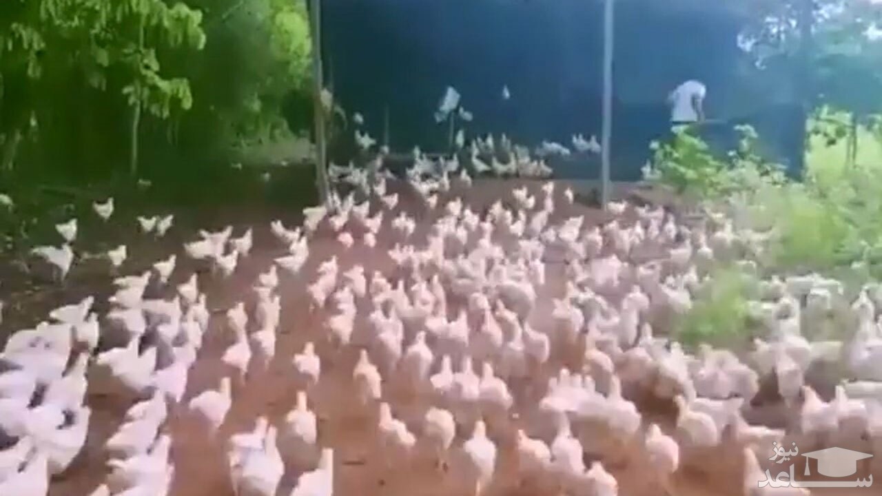 (فیلم) فیلمی خنده دار از یک لشکرکشی مرغی!