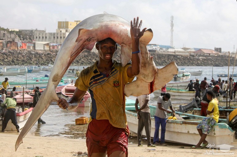 صید ماهی غول پیکر در ساحل شهر موگادیشو سومالی/ رویترز