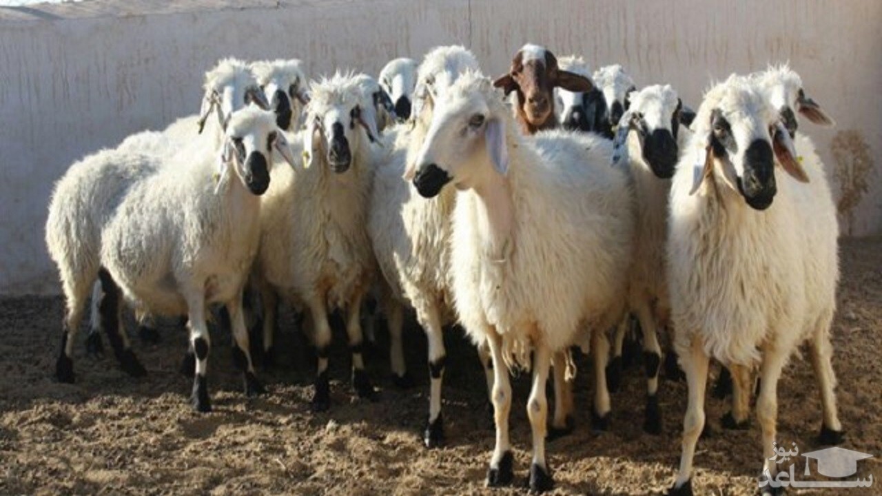 قیمت دام زنده در تهران اعلام شد