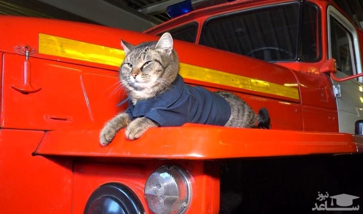 (فیلم) گربه آتشنشان!