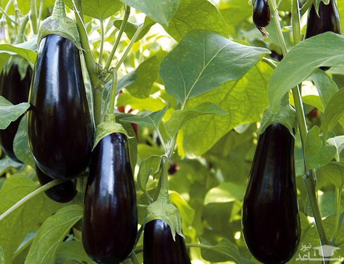 آشنایی با خاصیت درمانی بادمجان