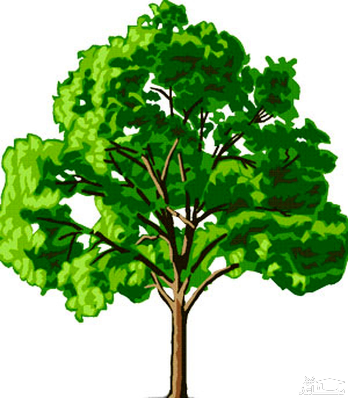 картинки деревьев для дошкольников