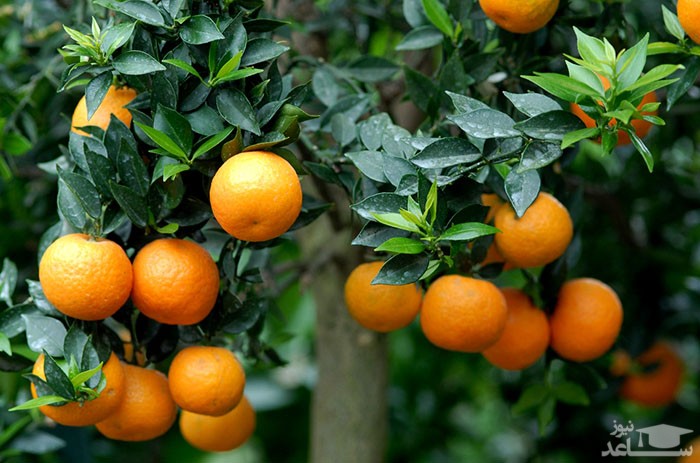نحوه کاشت و پرورش درخت نارنج
