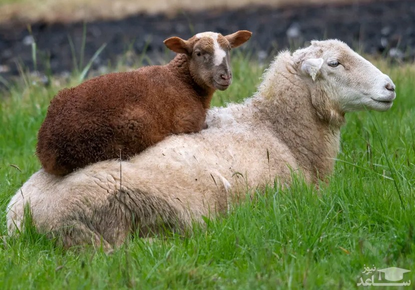 بره گوسفند سوار بر مادر/ اورگان آمریکا/ زوما
