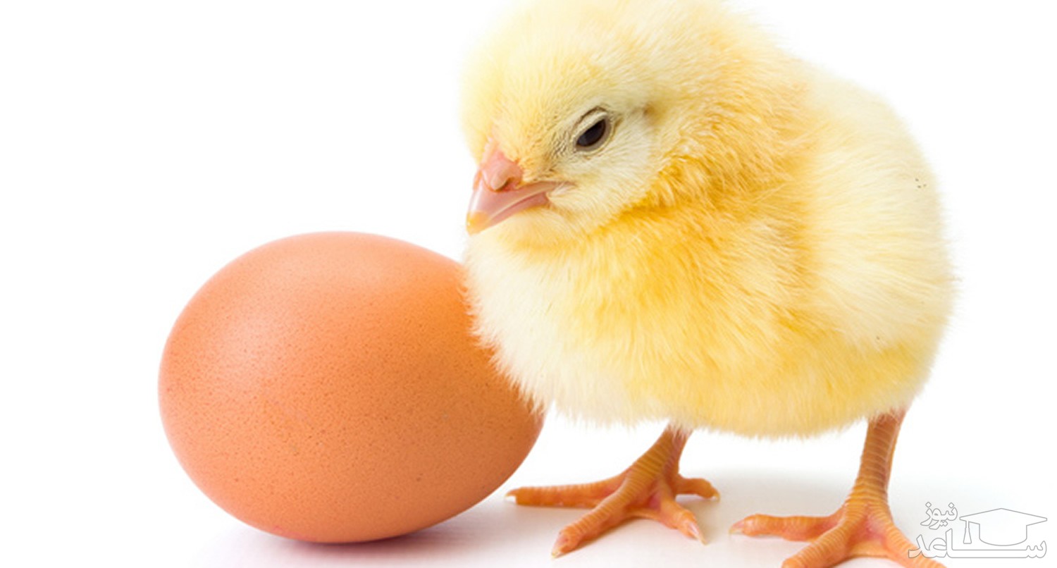 چرا به پرنده خانگی خود سفیده تخم مرغ بدهیم؟