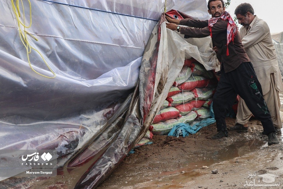 (عکس) سیلاب؛ بلای جان برنج‌های وارداتی در زاهدان