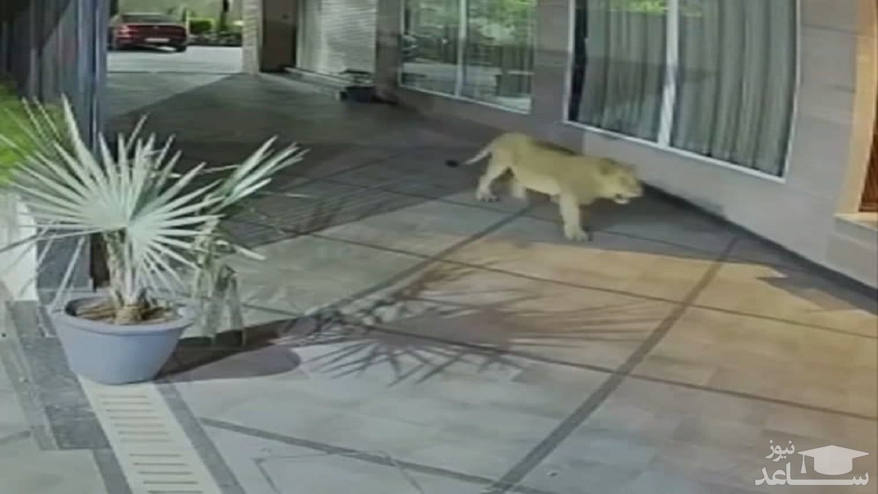 (فیلم) حمله یک شیر آسیایی به هتلی در هند
