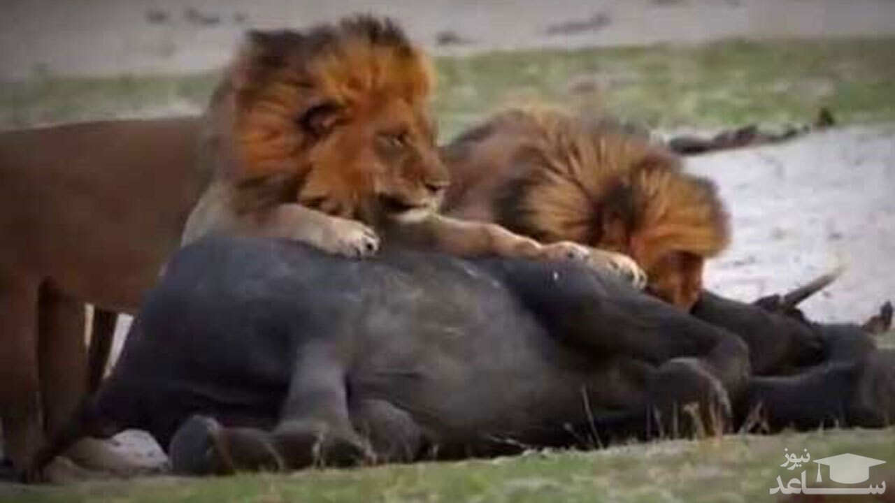 (فیلم) شکار دشوار فیل توسط دو شیر گرسنه 