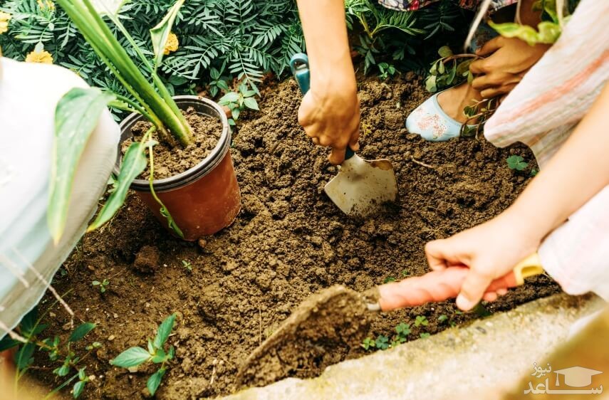 بهترین خاک برای گیاهان آپارتمانی و خانگی چیست و چگونه ساخته می‌شود؟