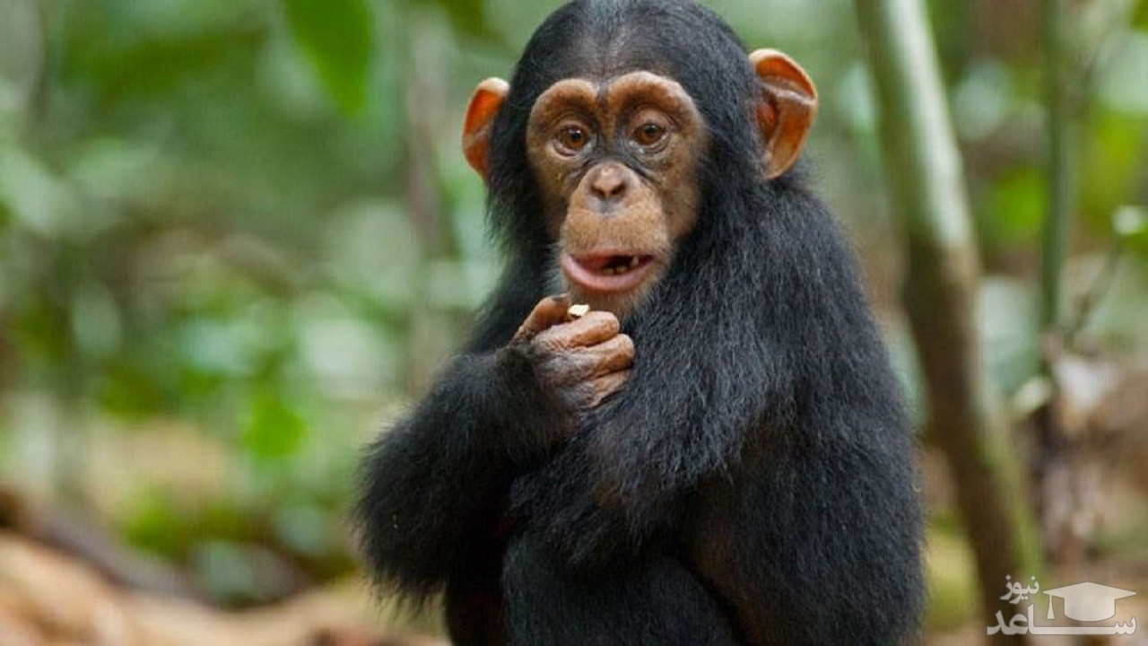 (فیلم) شامپانزه مادر در تلاش برای درمان زخم پسرش