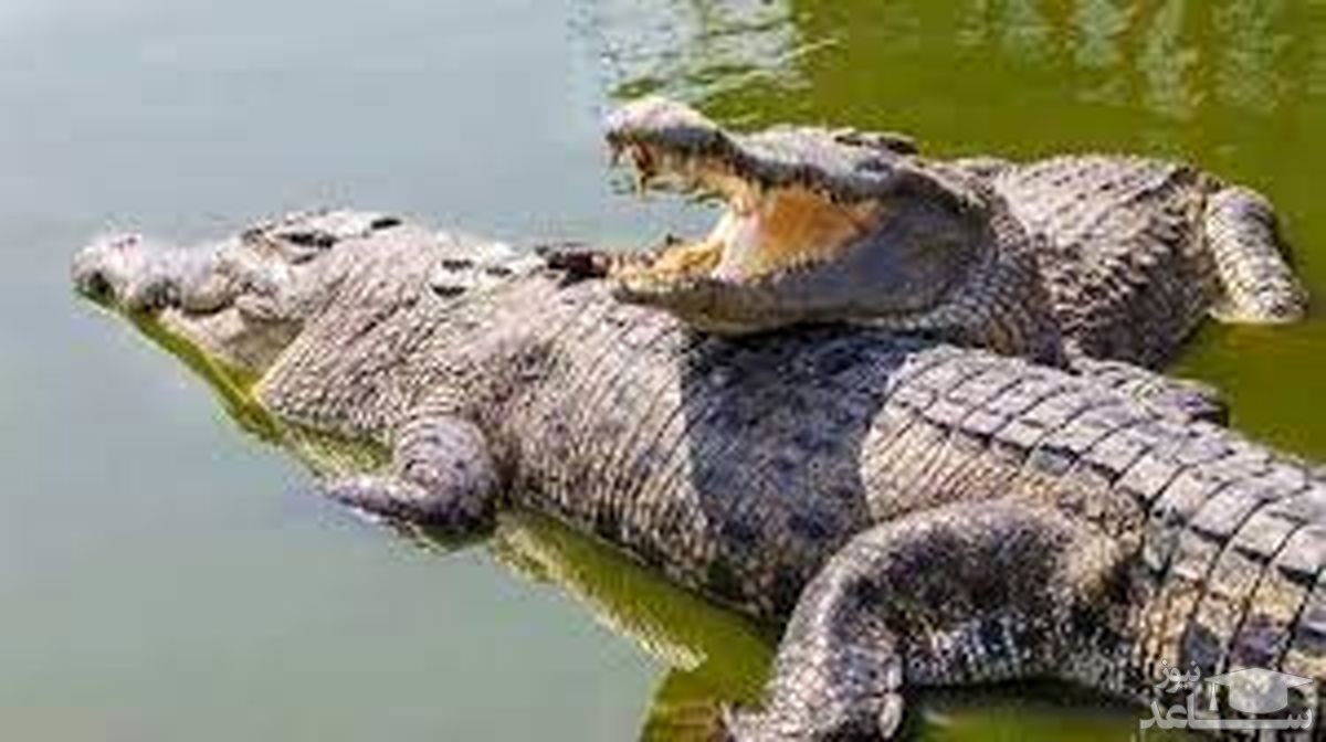 (فیلم) شیرجه پسر بچه نترس داخل استخر مملو از تمساح