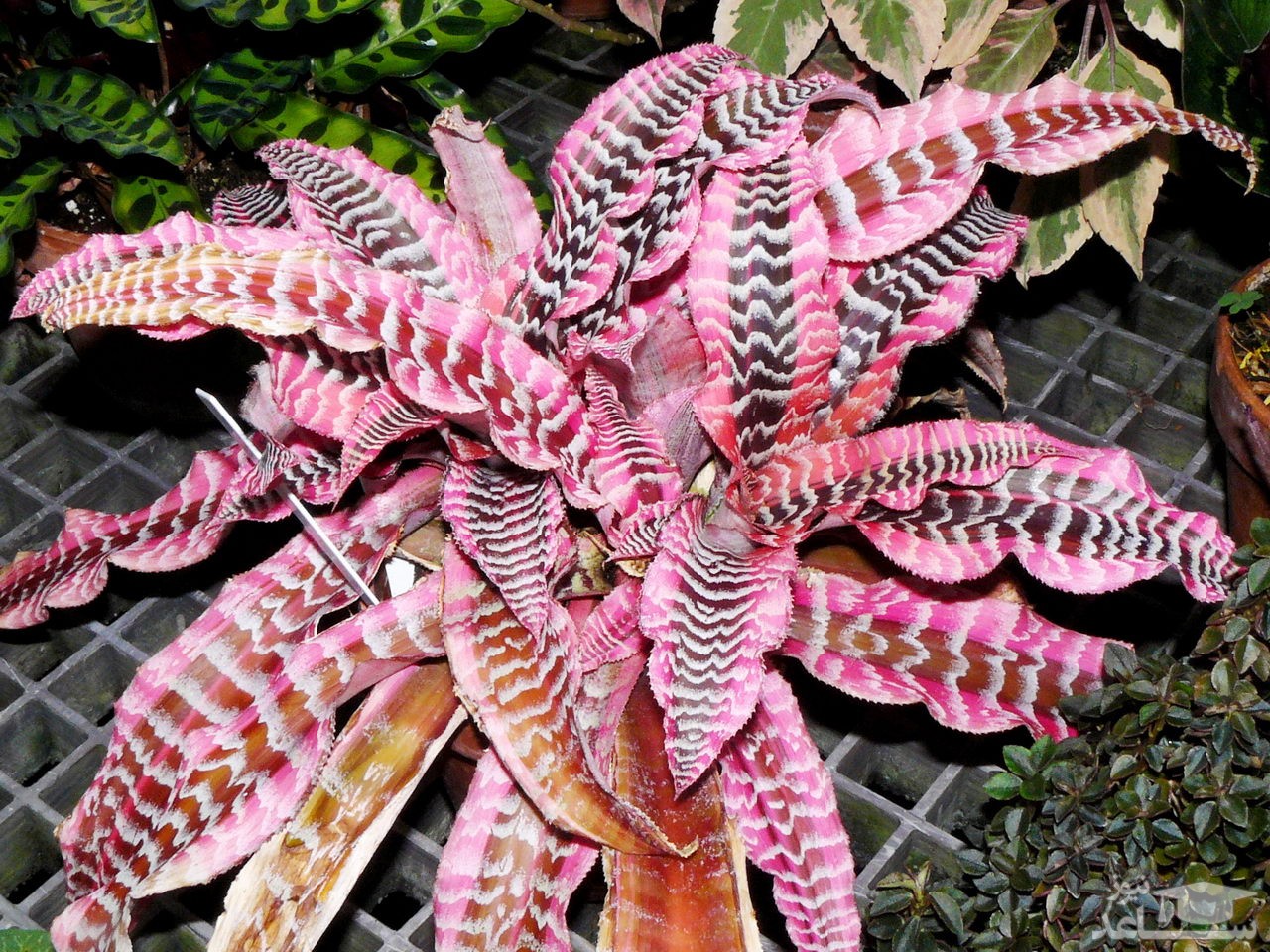 نحوه پرورش و مراقبت از گل کریپتانتوس