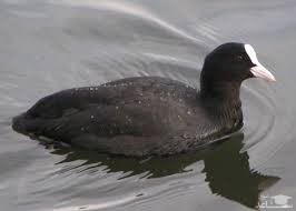 دانلود آهنگ چنگر نوک سفید از افکت صوتی انسان و موجودات زنده