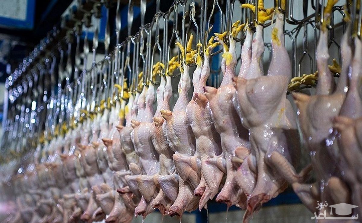 احتمال کاهش قیمت مرغ با تدبیری جدید