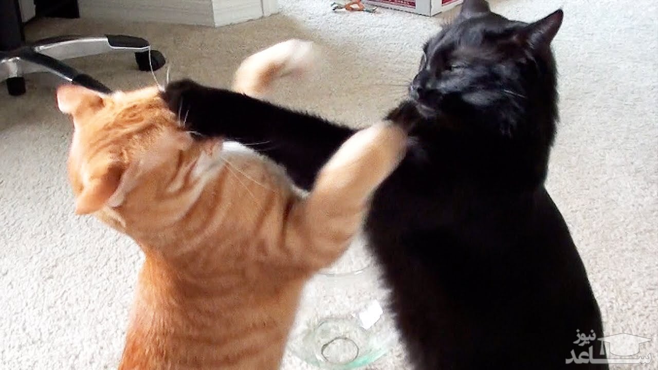 کشتی گرفتن جالب دو گربه در مسابقات المپیک!