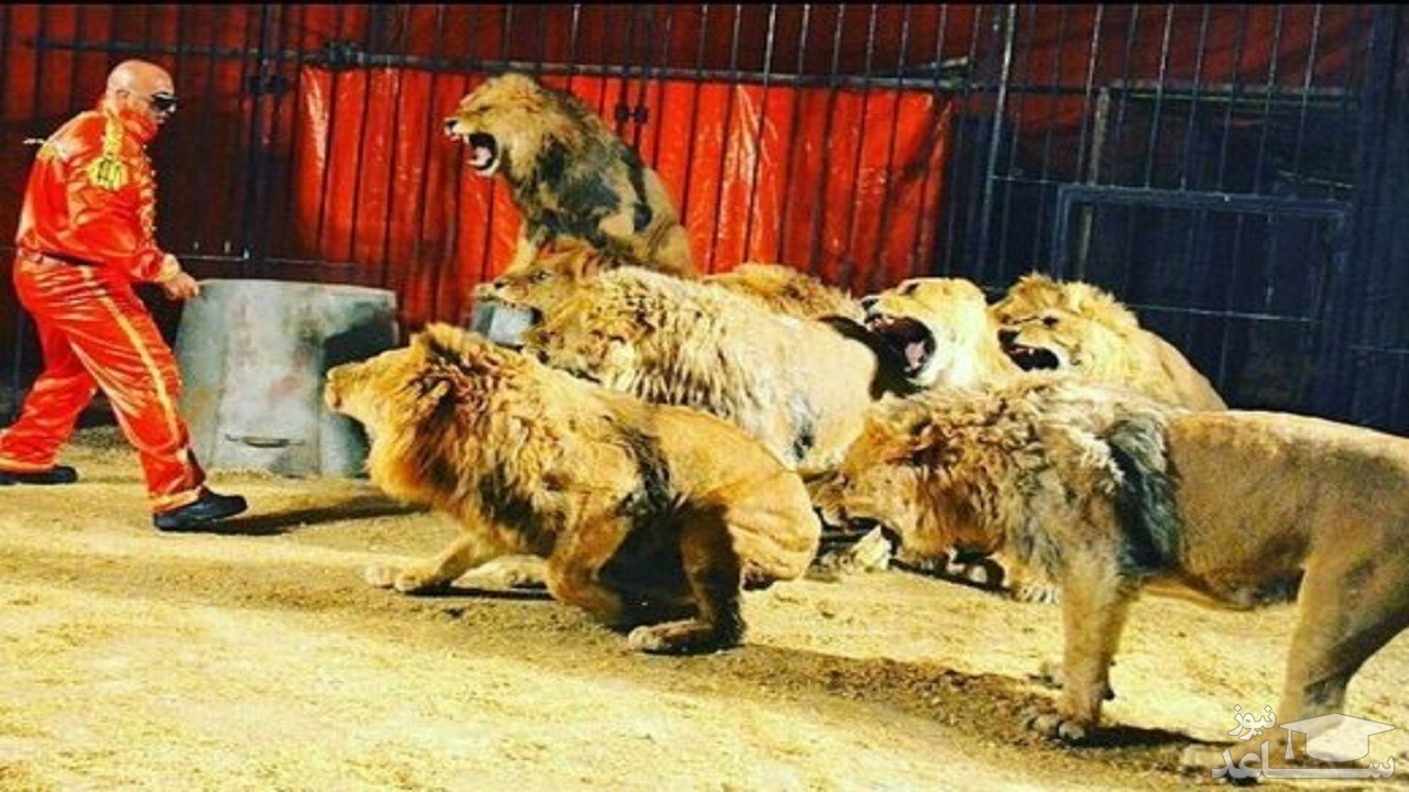 (فیلم) لحظه حمله شیرهای سیرک به مربیان