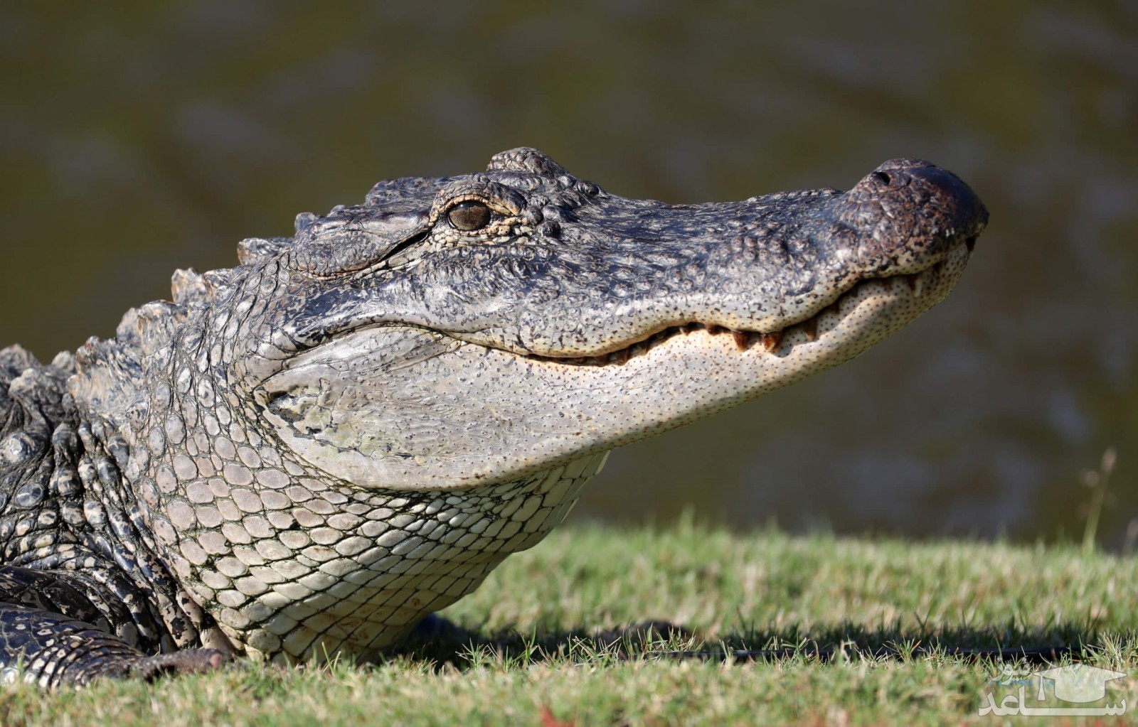 (عکس) تفاوت تمساح و کروکودیل!