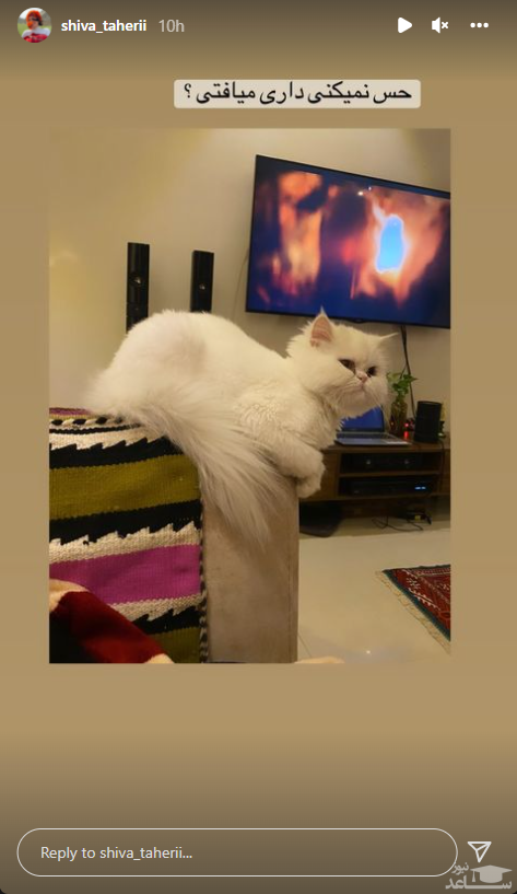 گربه شیوا طاهری