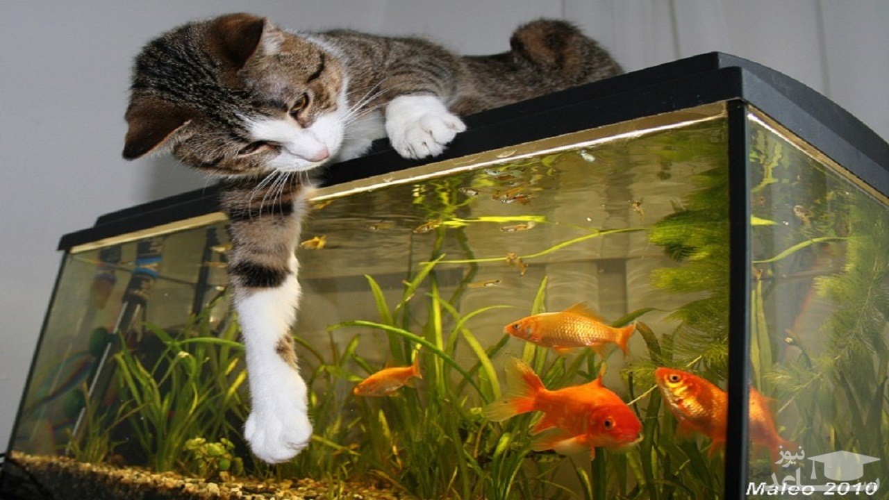 (فیلم) تلاش یک گربه برای برداشتن ماهی از آکواریوم