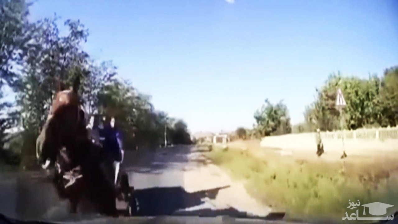 (فیلم) تصادف خودرو با اسب رم کرده در خیابان