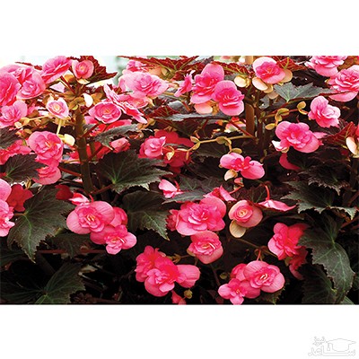 روش نگهداری از گیاه بگونیا در خانه